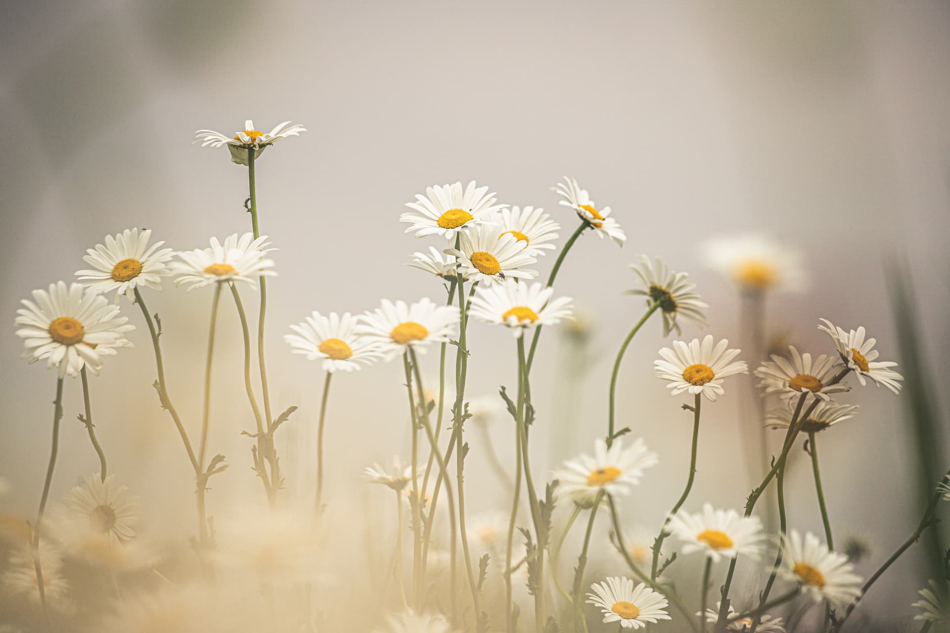 Gänseblümchen auf einer Wiese