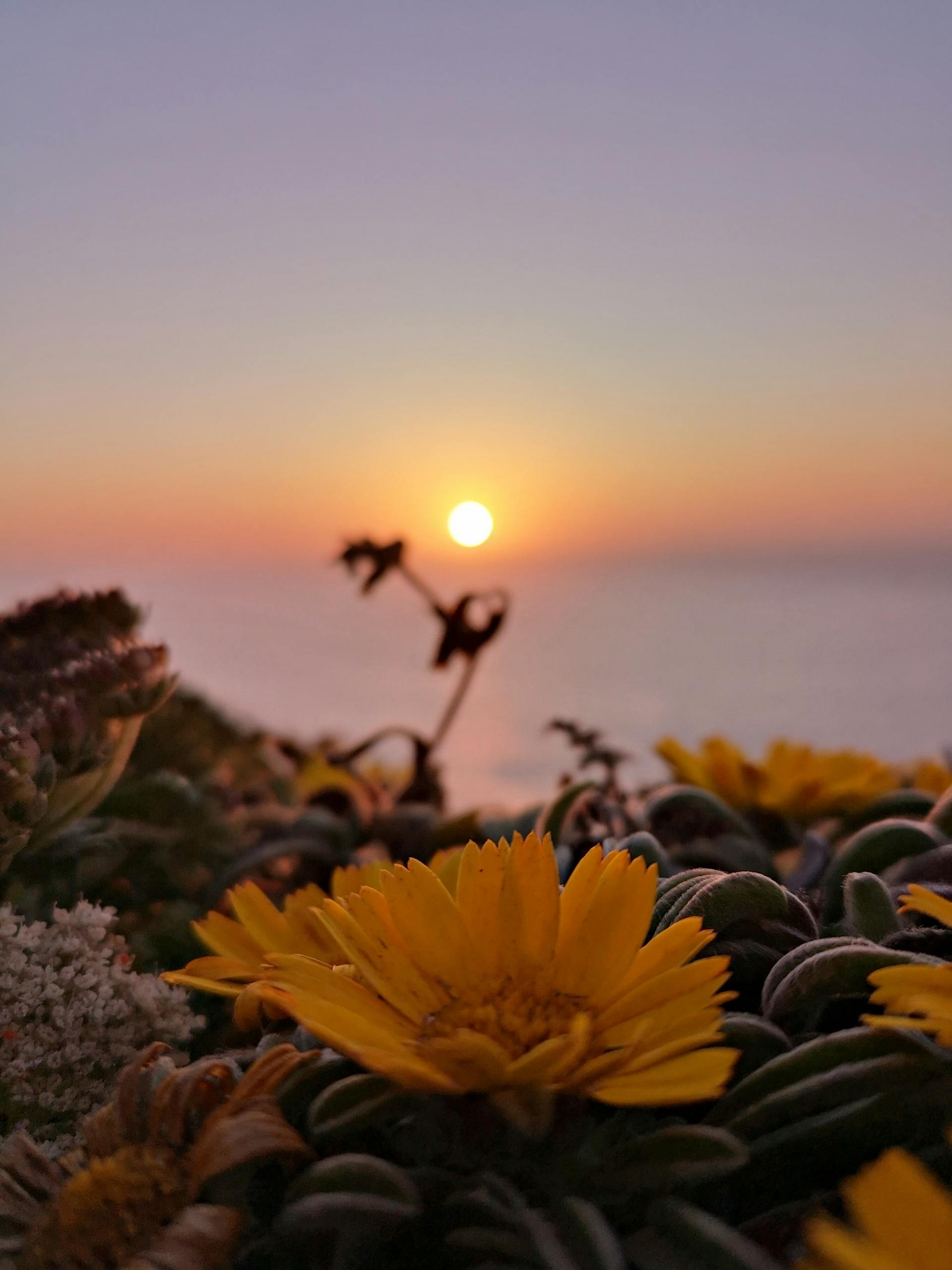 Blume im Sonnenuntergang am Meer in Portugal