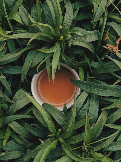 Matcha kaufen: Qualitätsunterschiede, Bio & Nachhaltigkeit