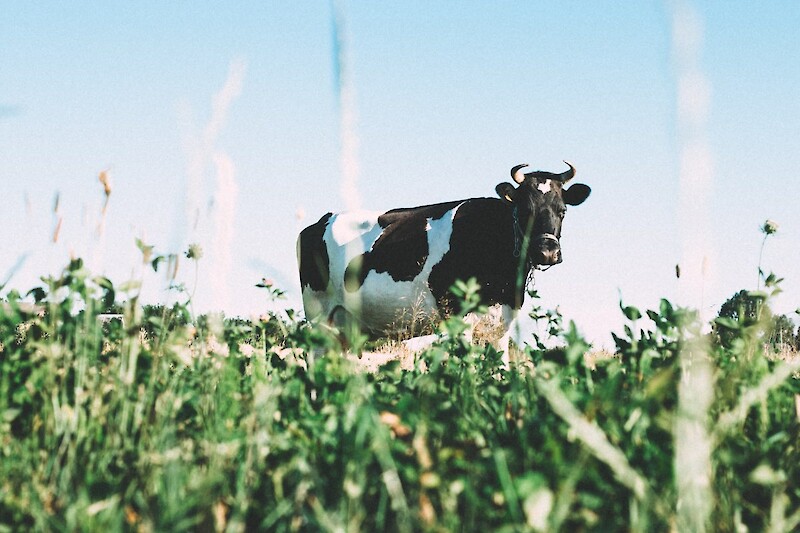 wird man von milch krank oder ist es nur ein Mythos