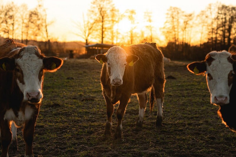 Milch in allen Darbietungsformen